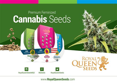 Buy Royal Oak Regular Cannabis Seeds .